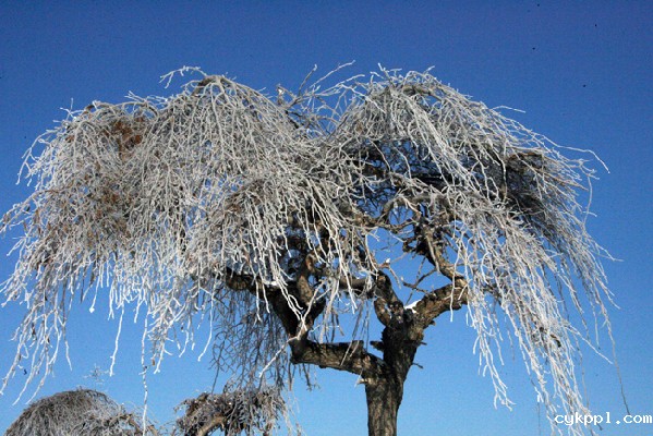 走近昭苏 感受“雪之恋”