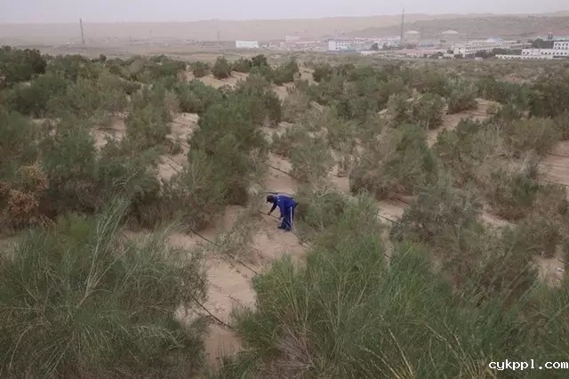 从上万幅摄影作品中脱颖而出！《绿化大漠不是梦》为何能获中国新闻奖？