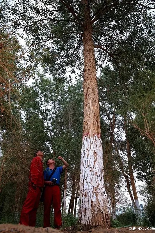 从上万幅摄影作品中脱颖而出！《绿化大漠不是梦》为何能获中国新闻奖？