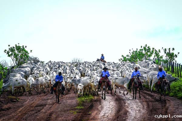 《百名摄影师聚焦巴西》画册首发式在京举行