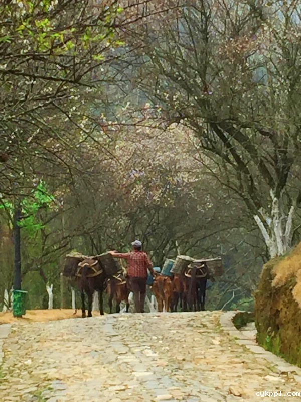 探梅关古道 看人间沧桑 探梅关古道 看人间沧桑