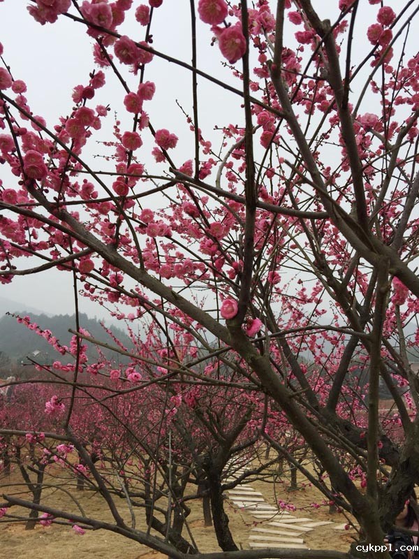 探梅关古道 看人间沧桑 探梅关古道 看人间沧桑
