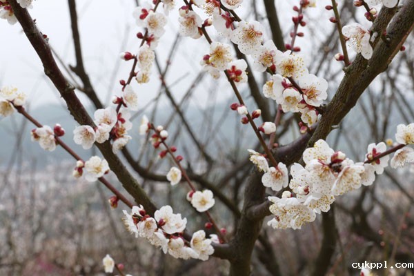 探梅关古道 看人间沧桑 探梅关古道 看人间沧桑