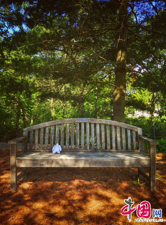 大白的美国游历记