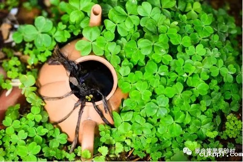 这个春天 ，全国媒体为紫砂村点赞！