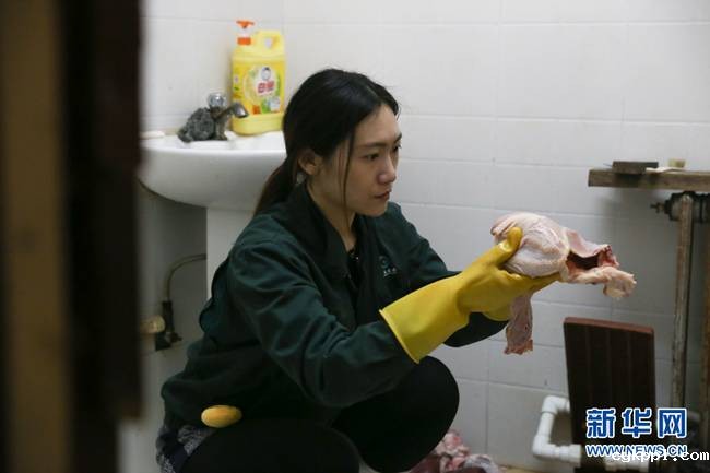 90后女饲养员和她的“大猫”