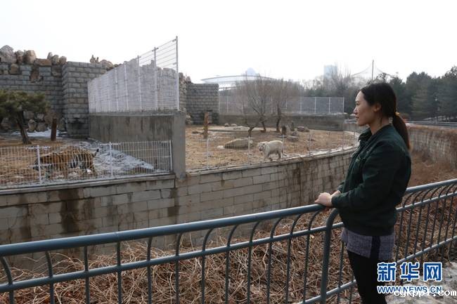 90后女饲养员和她的“大猫”