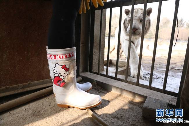 90后女饲养员和她的“大猫”