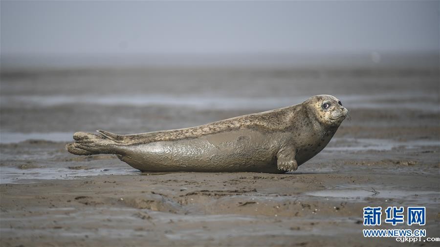 盘锦：斑海豹洄游栖息