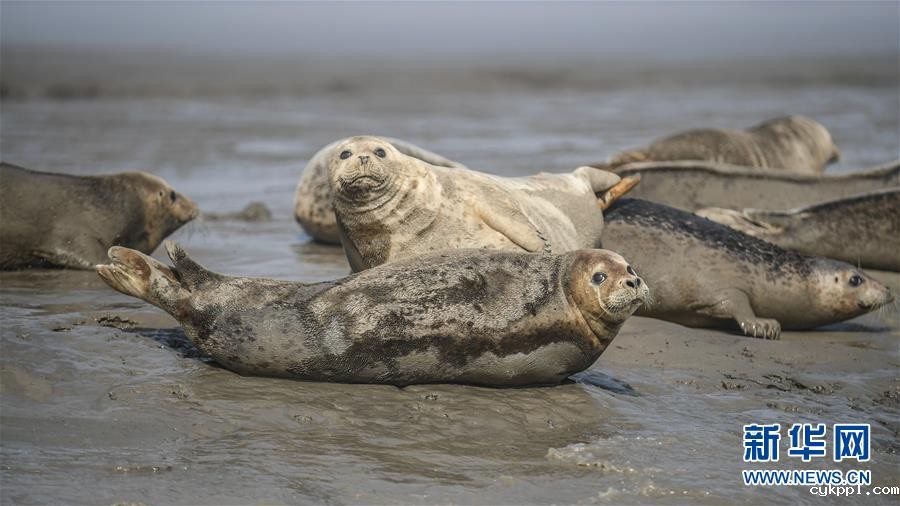 盘锦：斑海豹洄游栖息