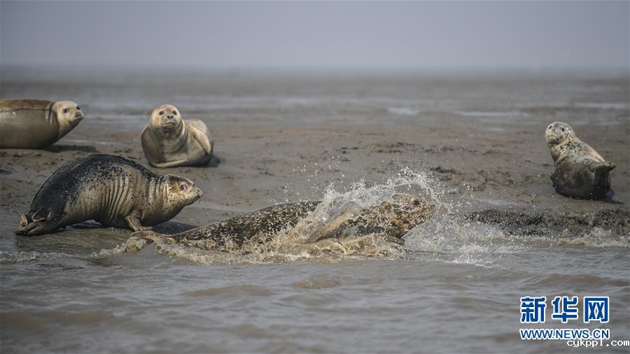 盘锦：斑海豹洄游栖息