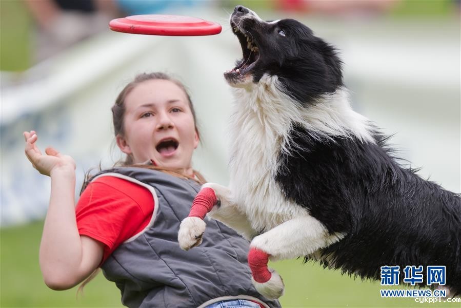 “萌狗”爱运动