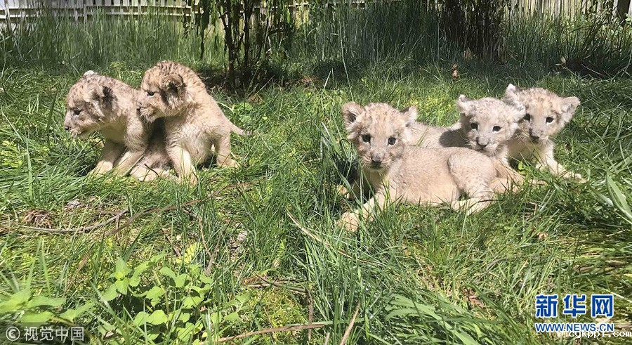 贵阳：狮子“兄弟”组团卖萌