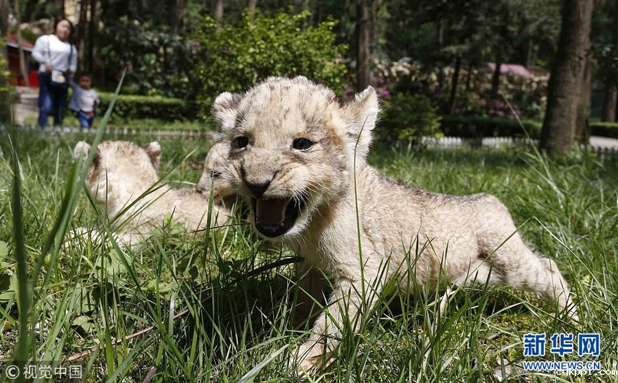 贵阳：狮子“兄弟”组团卖萌
