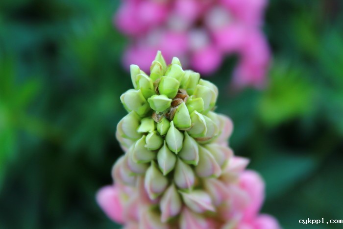 家用入门单反 佳能EOS 1500D、3000D评测