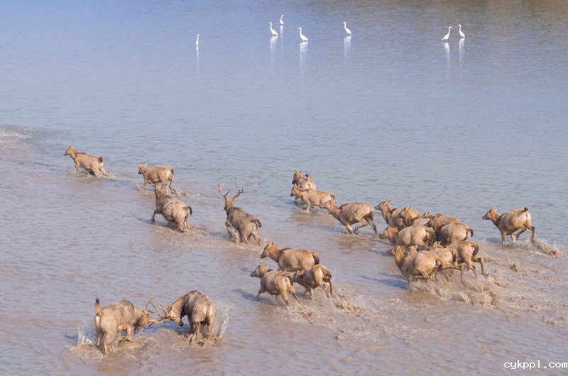 人退鹿进八千亩