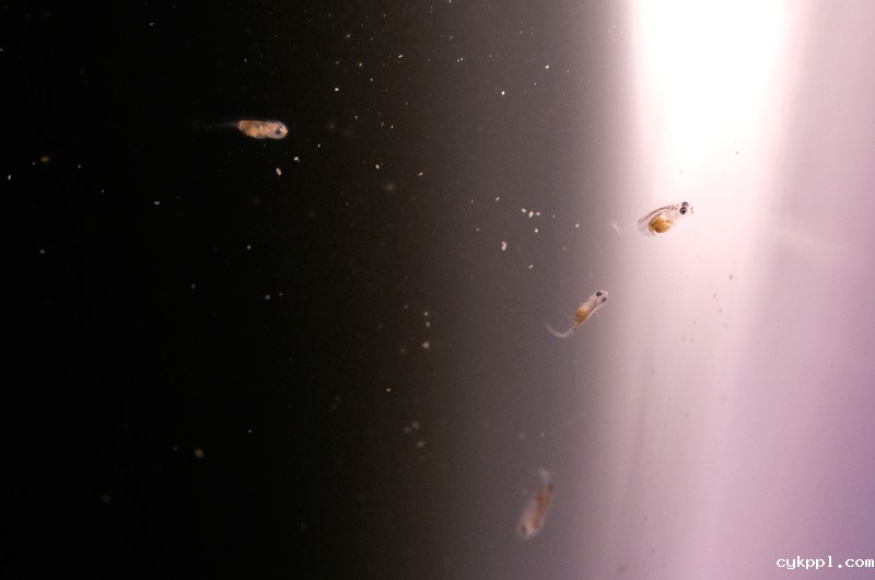 16年养殖成功的银鲳鱼想有个“家”