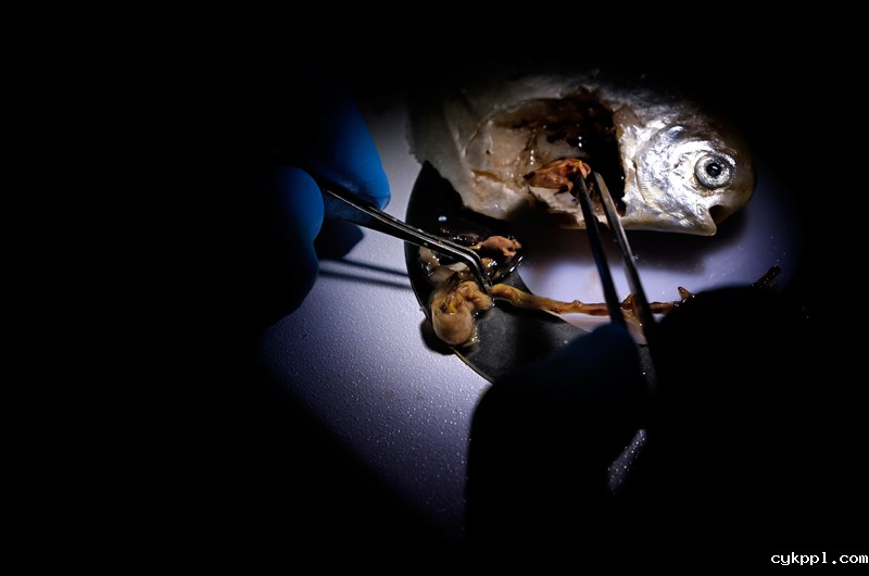 16年养殖成功的银鲳鱼想有个“家”