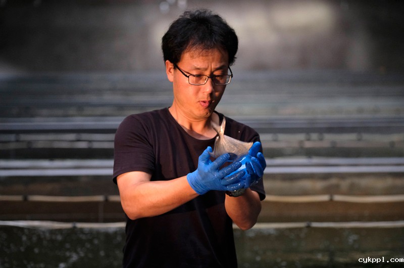 16年养殖成功的银鲳鱼想有个“家”