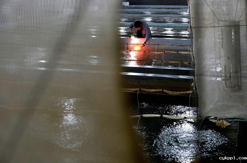 16年养殖成功的银鲳鱼想有个“家”