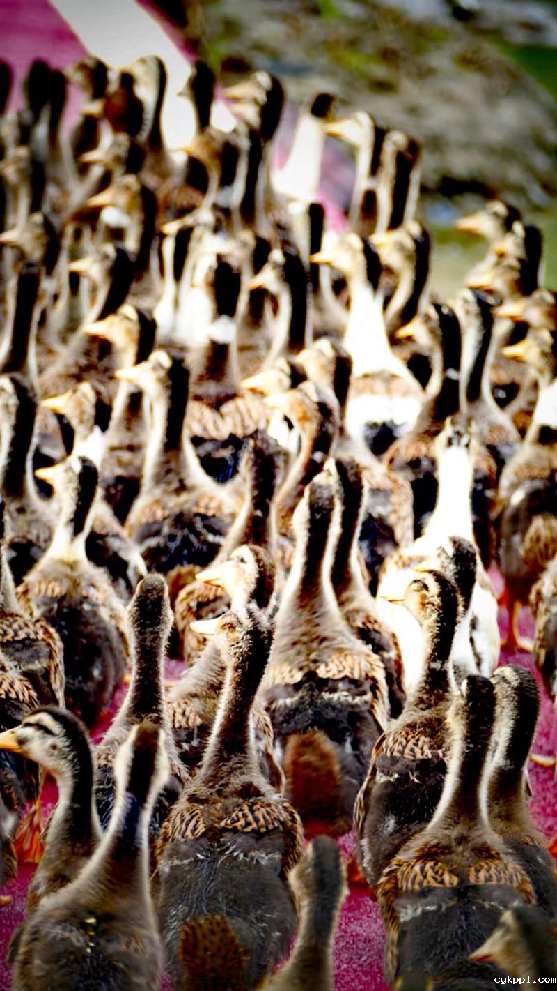 四川兴文：乡村振兴战略富农家