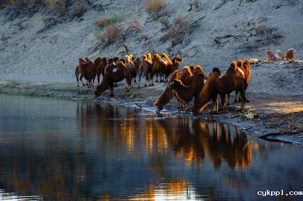 “影动丝路”摄影大赛获奖作品展示