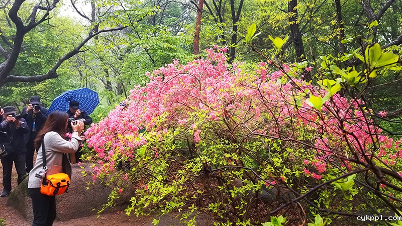 手机拍日照之四：周朝荣视角