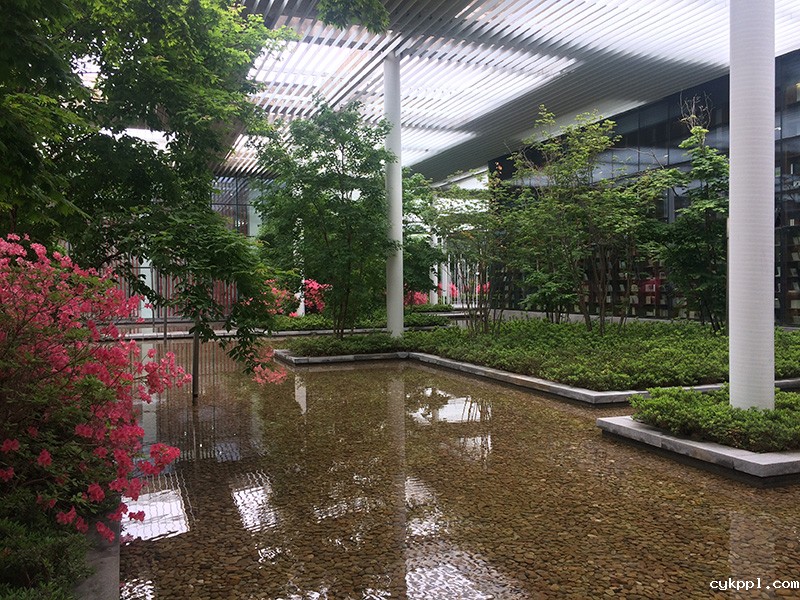 手机看日照之六：费强视角