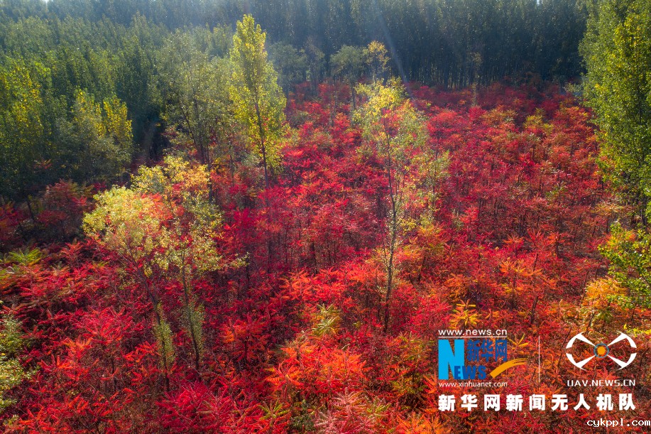 沿黄百里好风光
