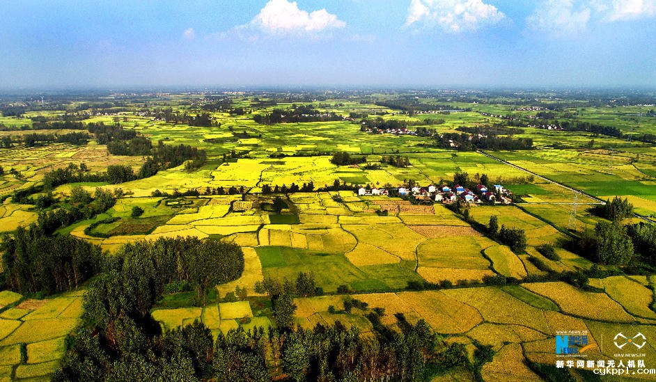 航拍：金秋稻浪 丰收画卷