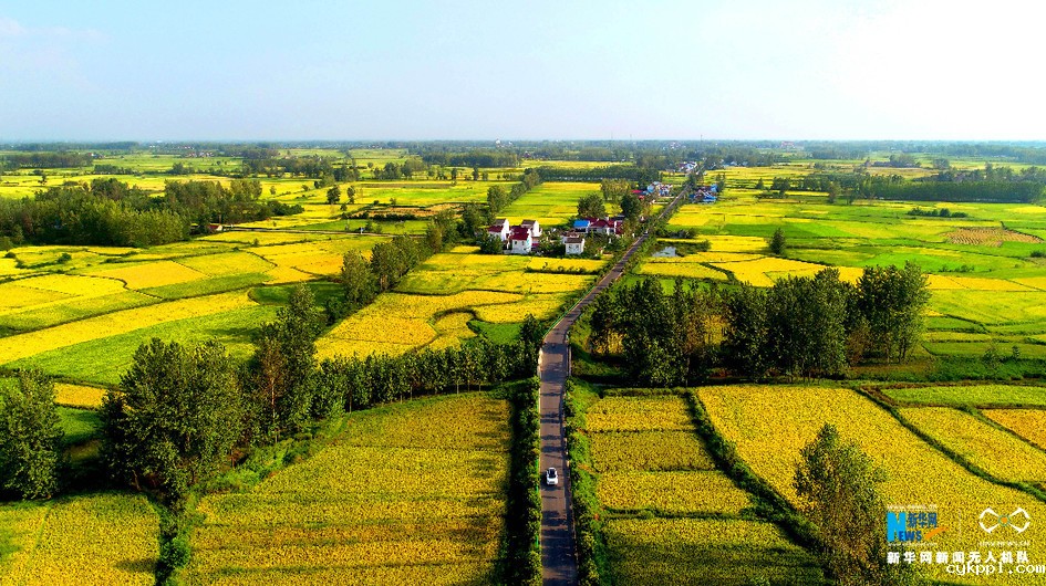 航拍：金秋稻浪 丰收画卷