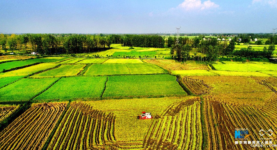 航拍：金秋稻浪 丰收画卷