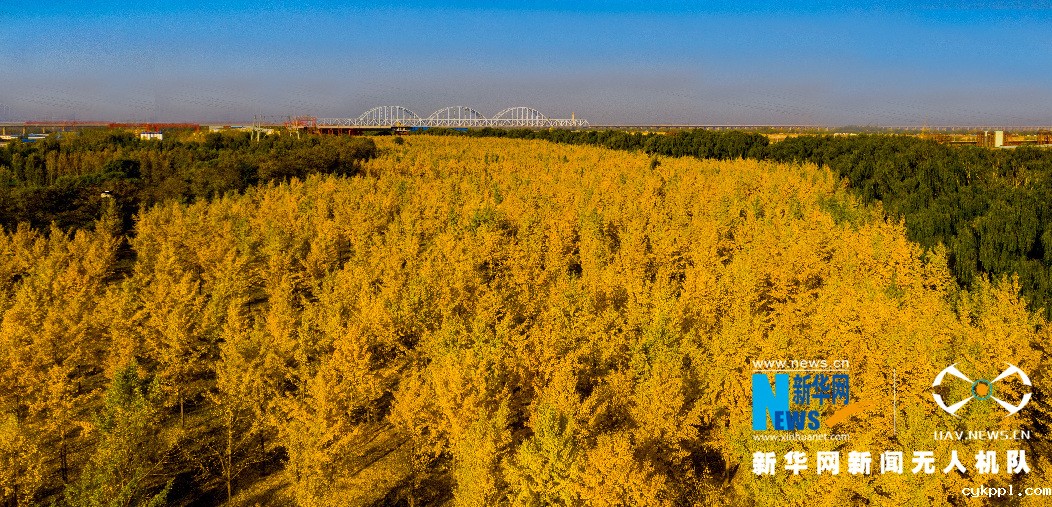 济南千亩银杏披“金衣”