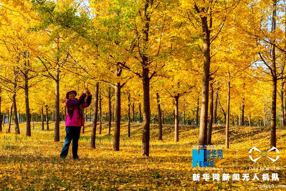 济南千亩银杏披“金衣”