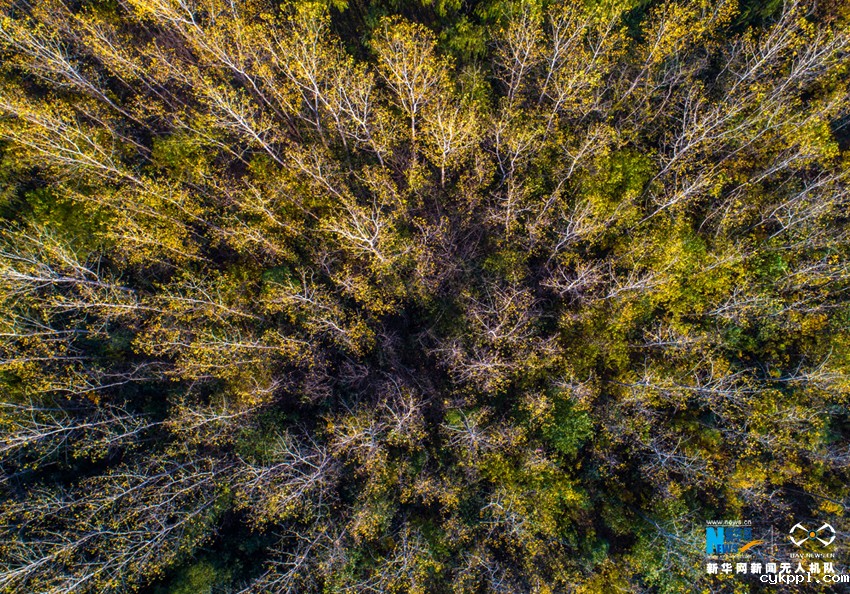 航拍：庐州秋未尽 满城“黄金甲”