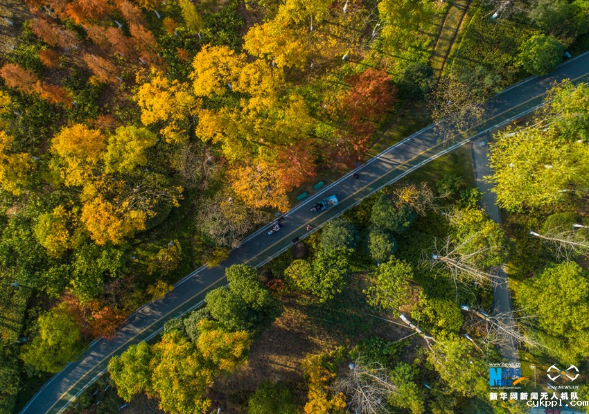 航拍：庐州秋未尽 满城“黄金甲”