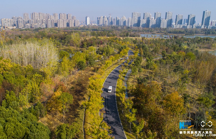 航拍：庐州秋未尽 满城“黄金甲”