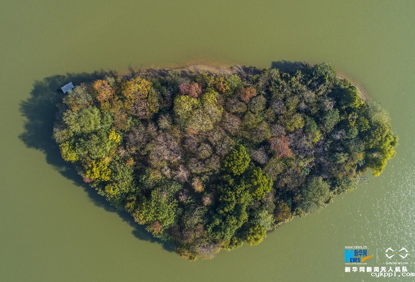 航拍：庐州秋未尽 满城“黄金甲”