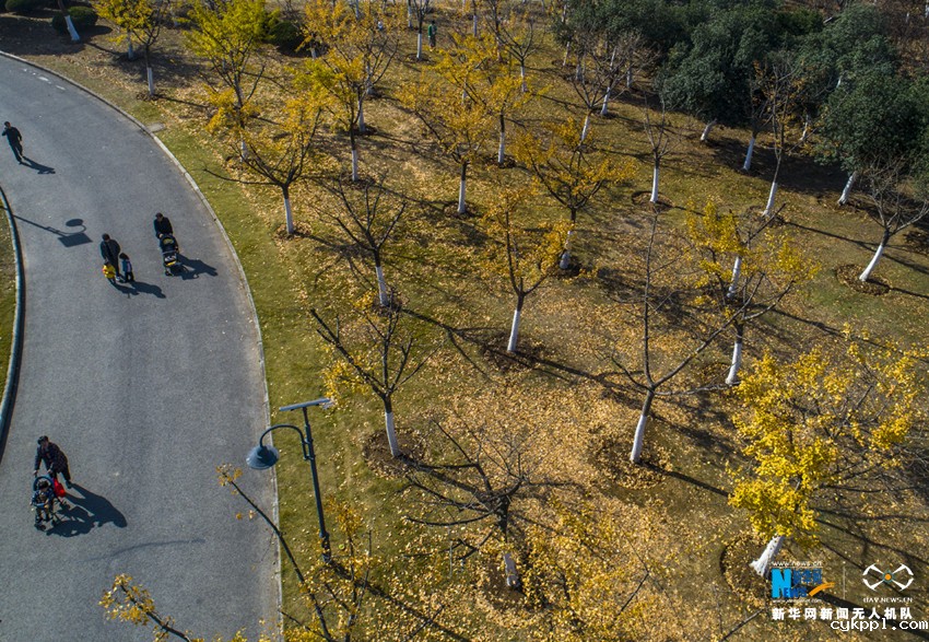 航拍：庐州秋未尽 满城“黄金甲”