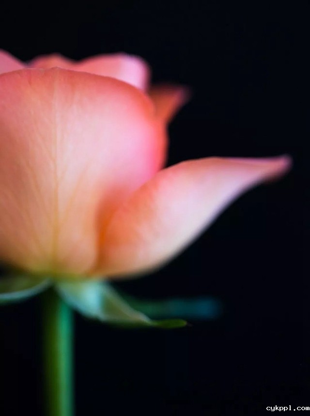 一分钱十分货！4种低成本微距特效制作方案