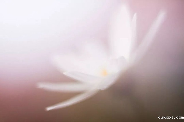 一分钱十分货！4种低成本微距特效制作方案