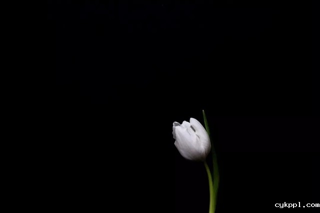 一分钱十分货！4种低成本微距特效制作方案