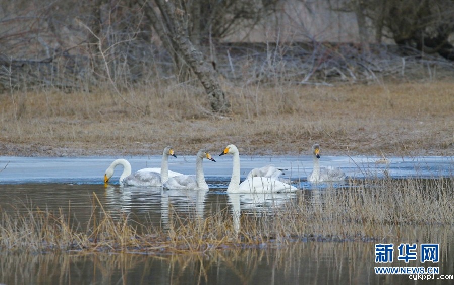 寻找冬日千姿湖的静谧时光