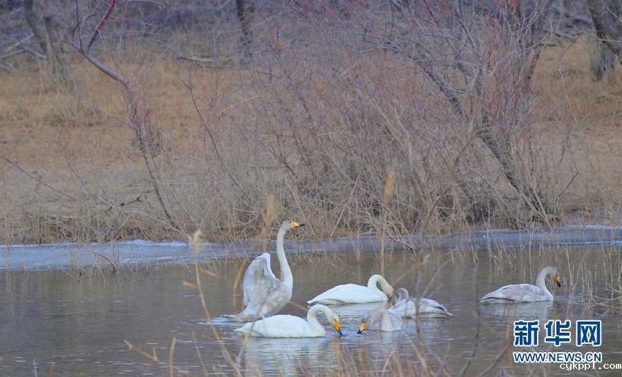 寻找冬日千姿湖的静谧时光