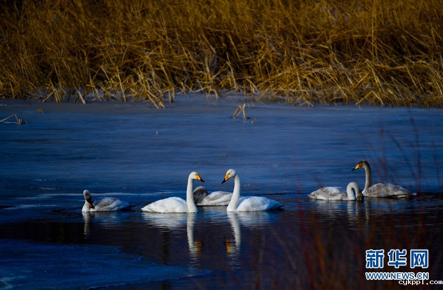 寻找冬日千姿湖的静谧时光