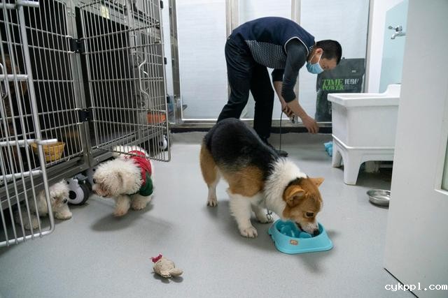 幸好有你,喵星人、汪星人的临时“奶爸”