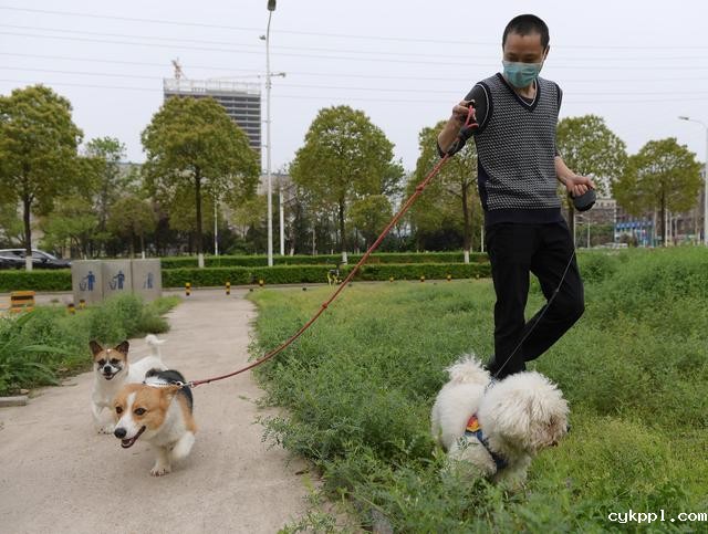 幸好有你,喵星人、汪星人的临时“奶爸”