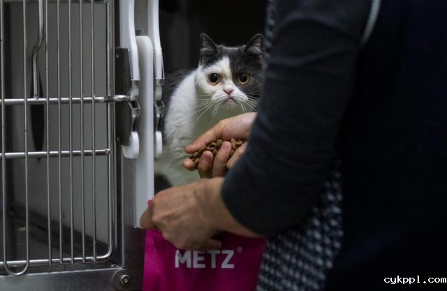 幸好有你,喵星人、汪星人的临时“奶爸”