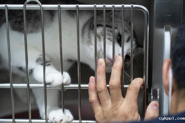 幸好有你,喵星人、汪星人的临时“奶爸”