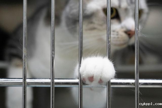 幸好有你,喵星人、汪星人的临时“奶爸”